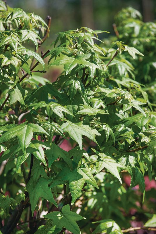 Liquidambar styraciflua Gumball: close up of leaves