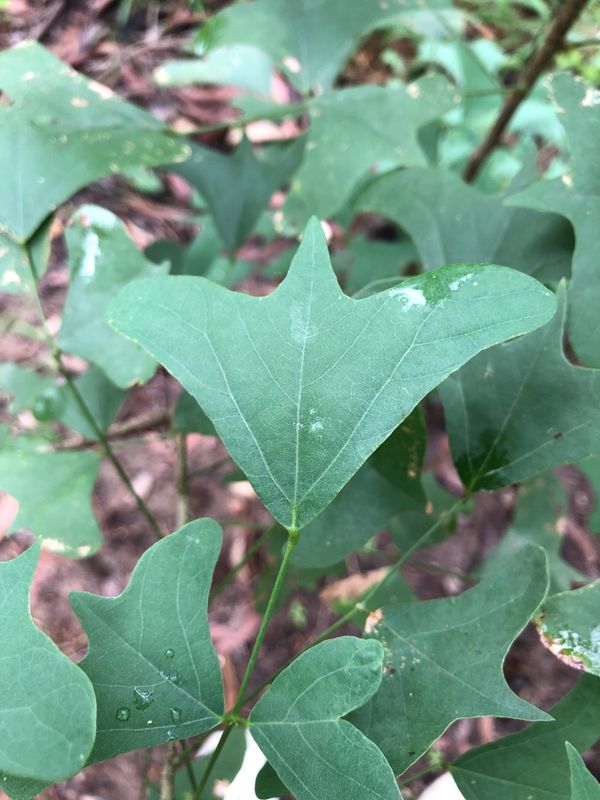 Erythrina vespertilio: closeup leaves