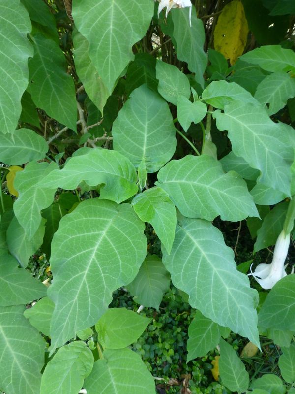 Brugmansia arborea: leaves