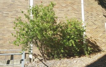 Image of Callistemon citrinus Endeavour
