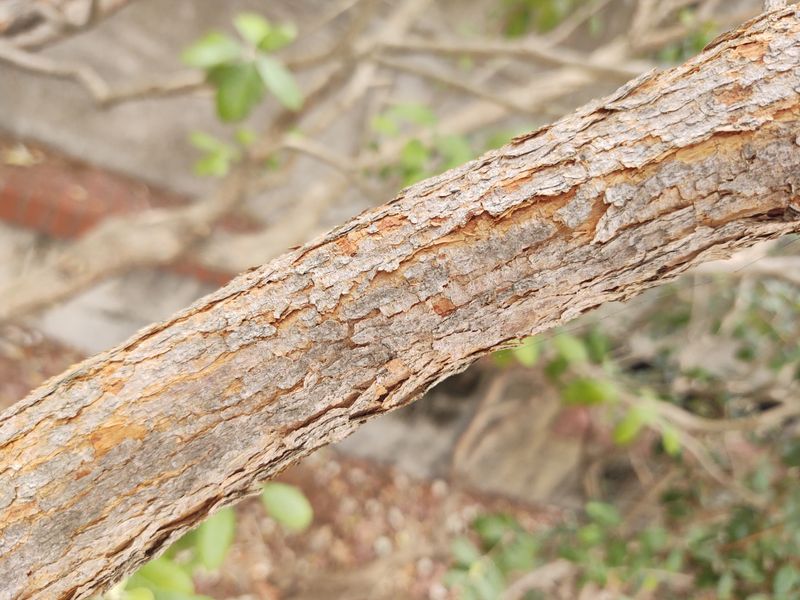 Acca sellowiana: close up of leaves and flowers