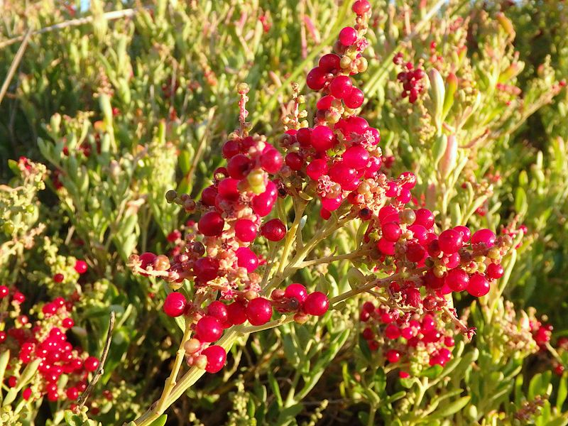 Chenopodium candolleanum: closeup fruit