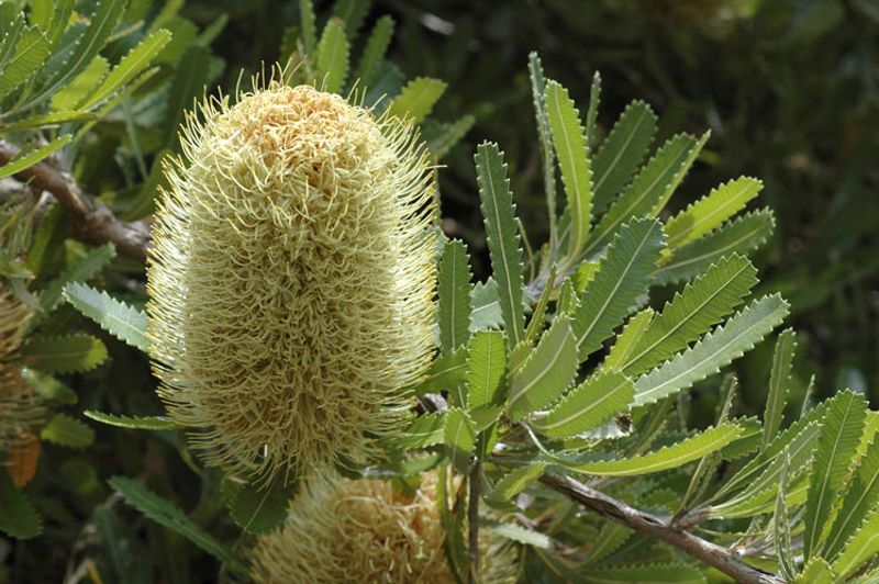 Banksia serrata Pygmy Possum: flower and leaves