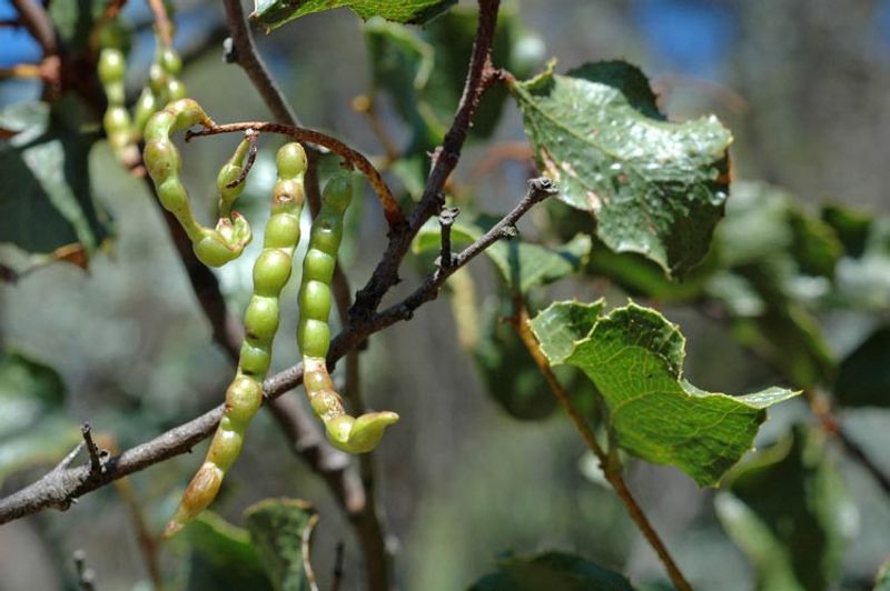 Acacia denticulosa: fruit