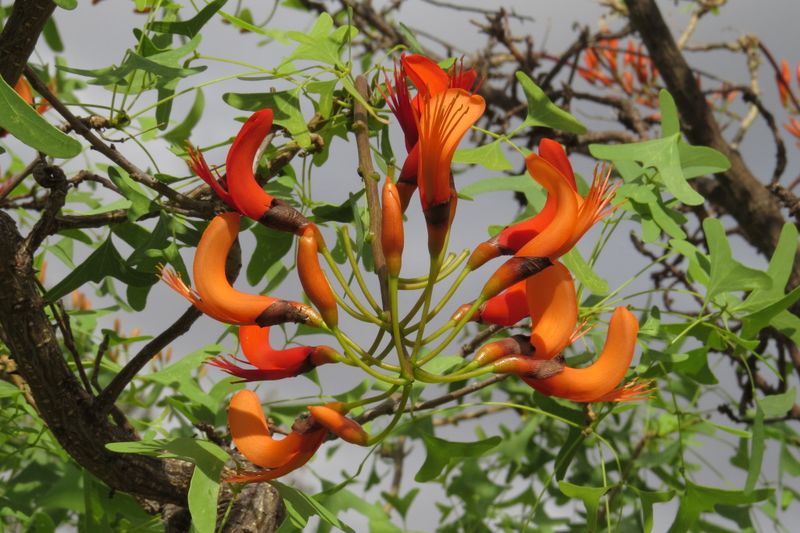 Erythrina vespertilio: closeup flowers