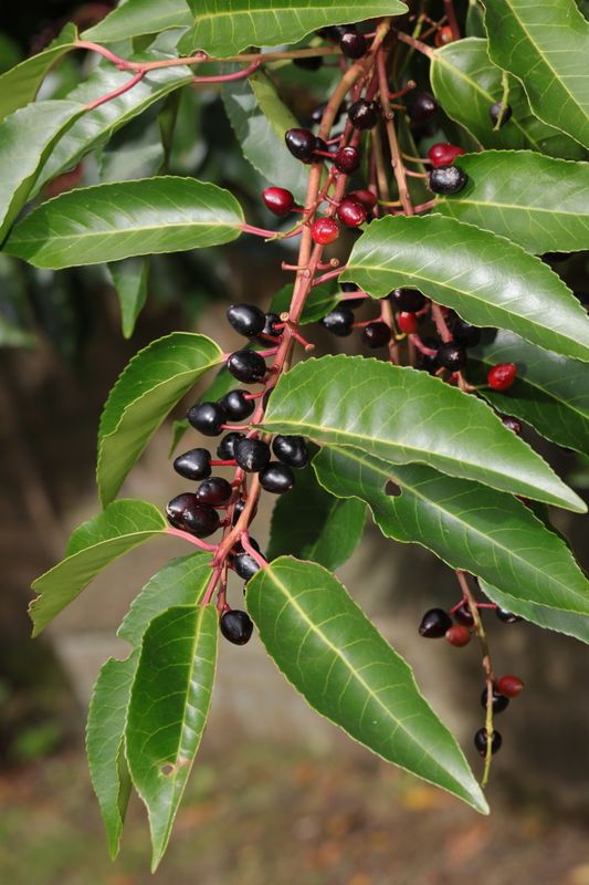Prunus lusitanica: fruit and leaves
