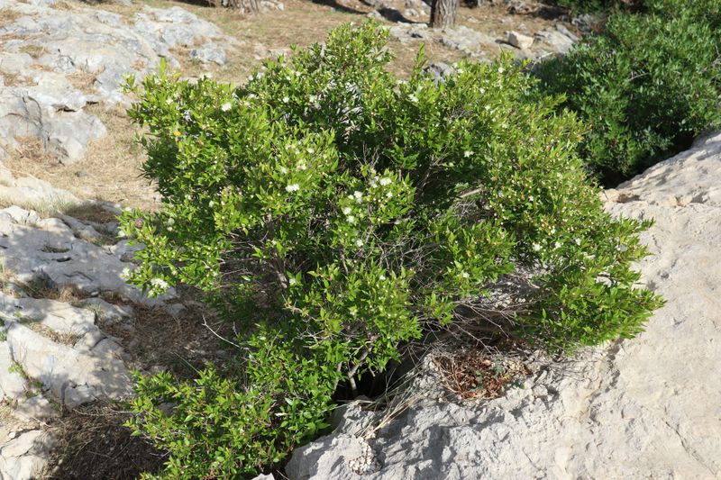 Myrtus communis: whole plant growing amongst rocks