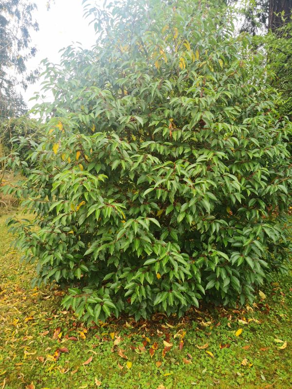 Prunus lusitanica: whole plant as shrub