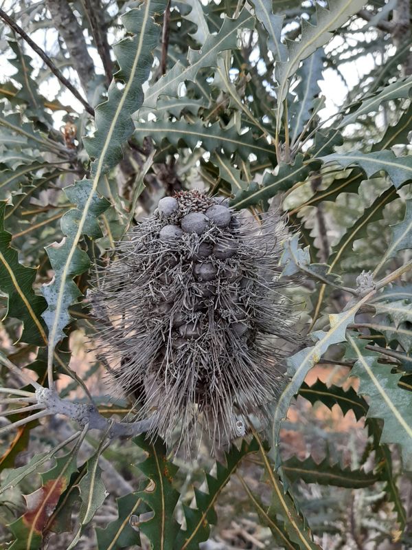 Banksia ashbyi: seed pod
