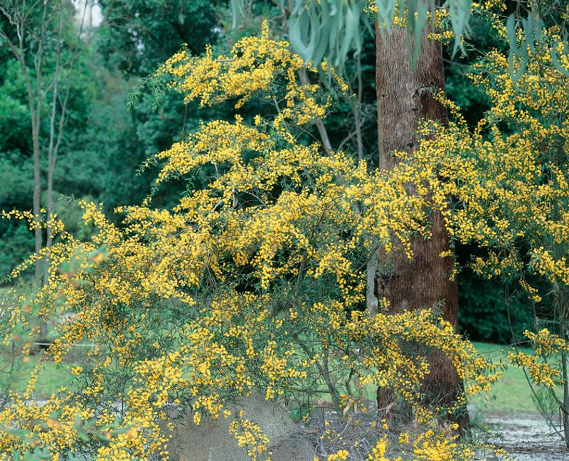 Acacia verniciflua: close up of shrub and flowers