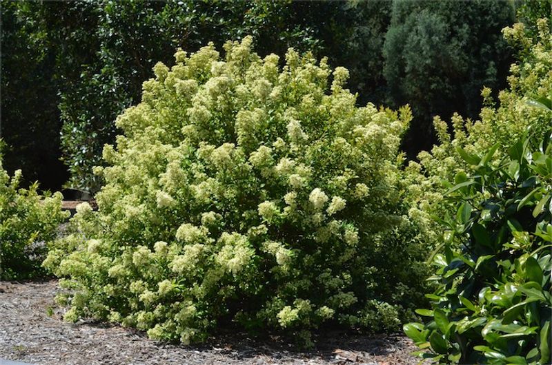 Backhousia myrtifolia: whole plant as shrub