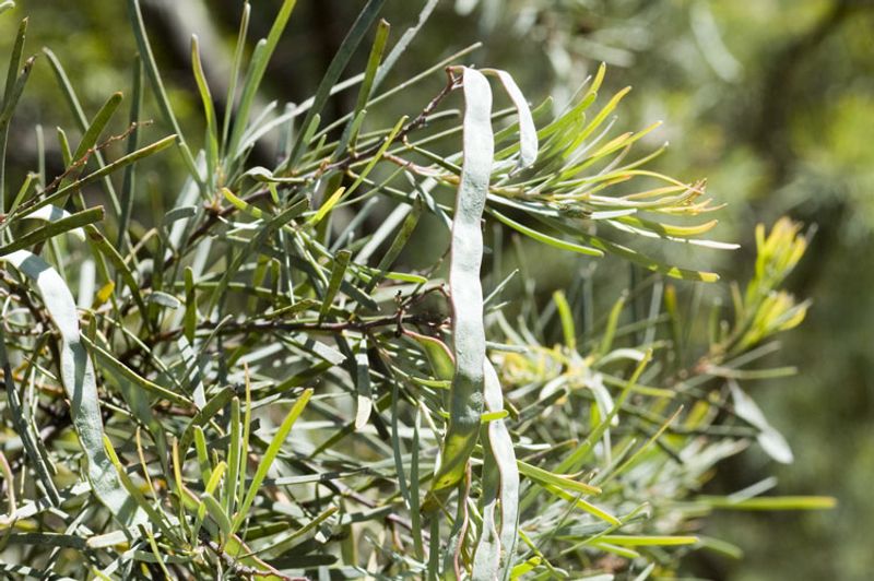 Acacia boormanii: fruit