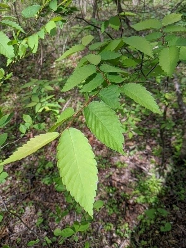Zelkova serrata: leaves