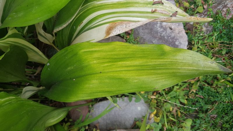 Aspidistra elatior: leaf