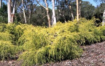 Image of Melaleuca bracteata Golden Gem