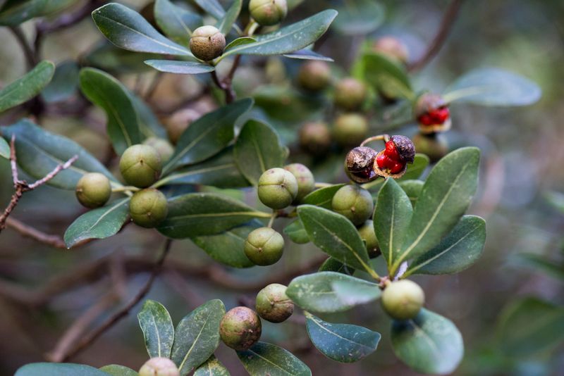 Pittosporum tobira: fruit