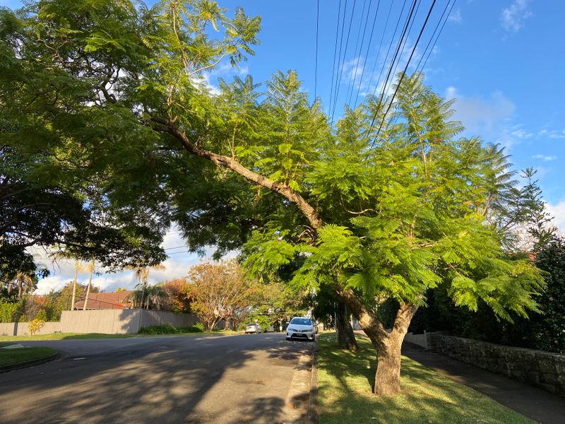 Jacaranda mimosifolia: whole tree