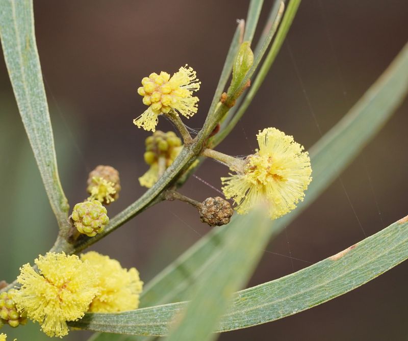 Acacia stricta: close up of flowers