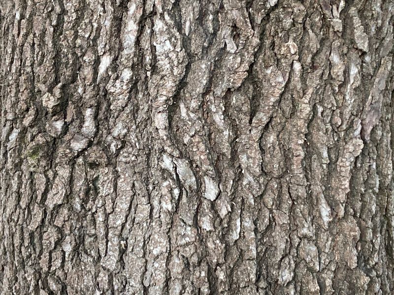 Liquidambar styraciflua: bark