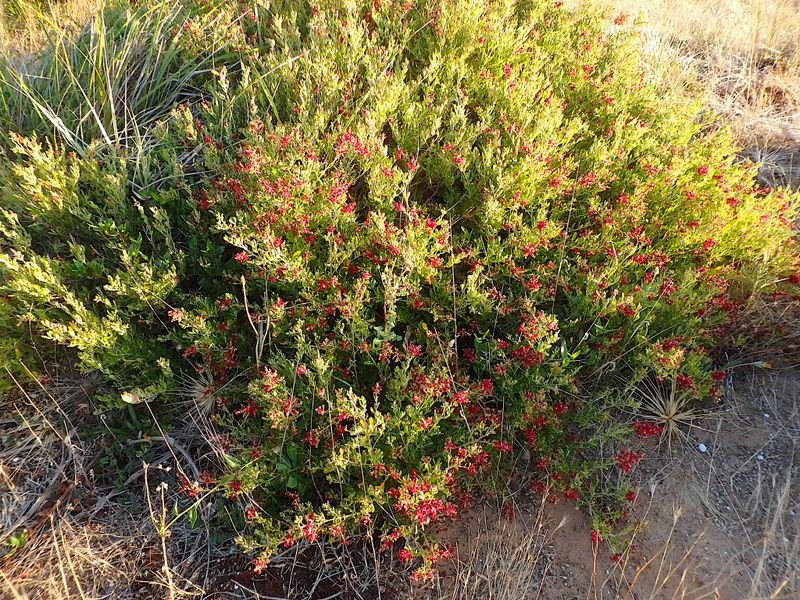 Chenopodium candolleanum: whole plant