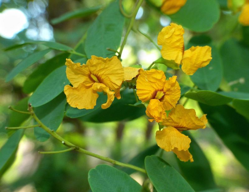 Tipuana tipu: flowers