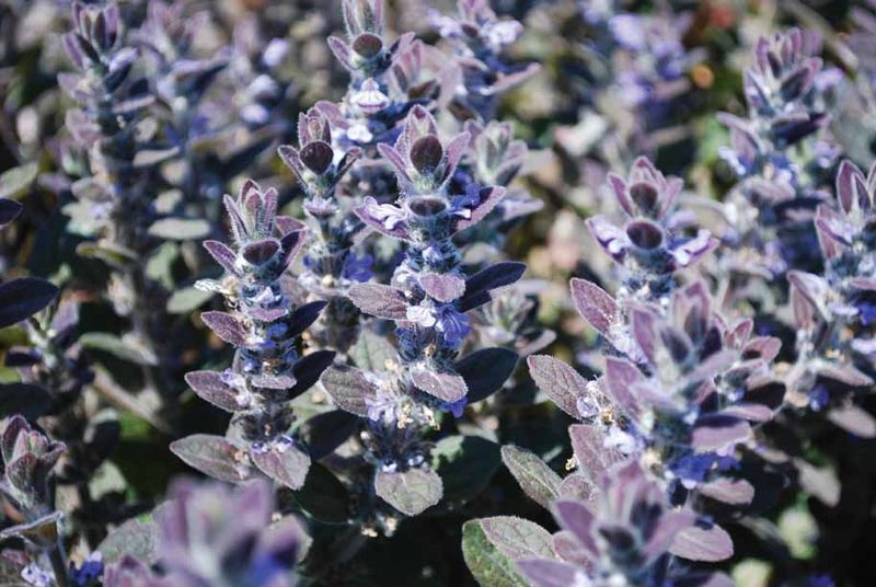 Ajuga australis: close up of flowers