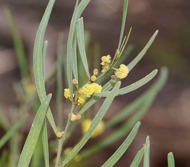 Acacia stricta: leaves