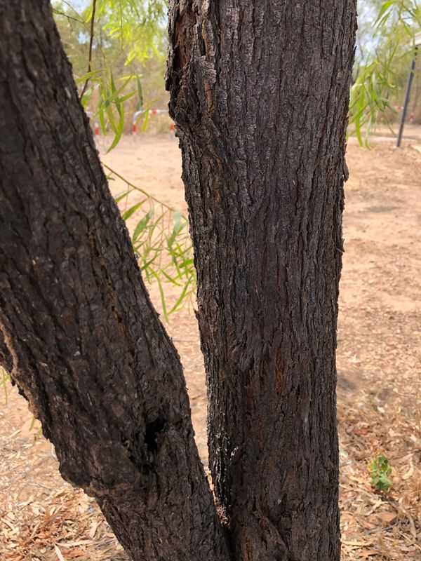 Acacia saligna: bark on trunk