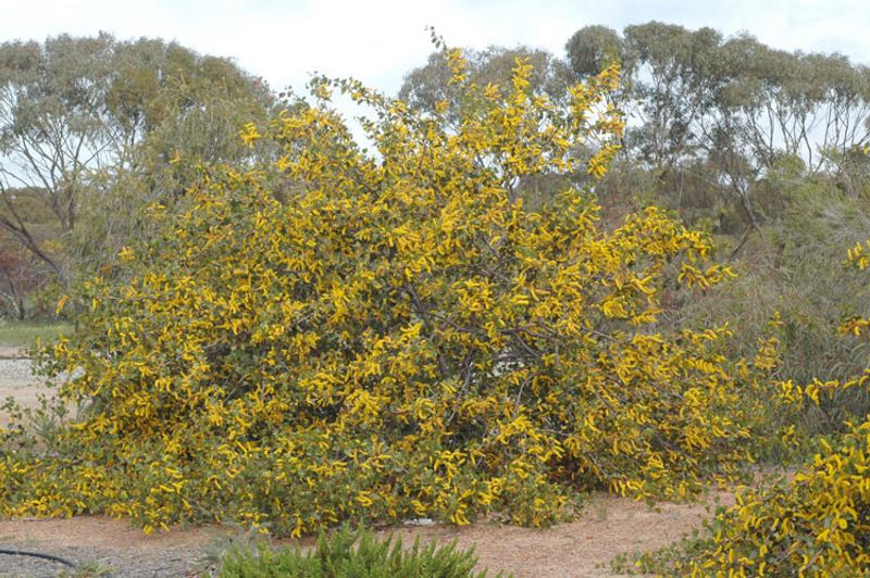 Acacia denticulosa: shrub in flower