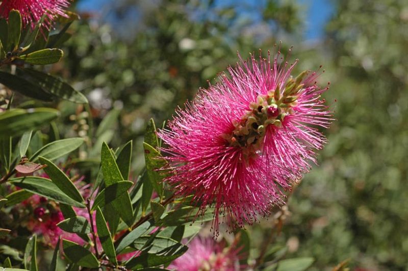 Callistemon citrinus Mauve Mist: flower
