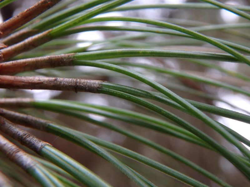 Pinus canariensis: leaves close-up
