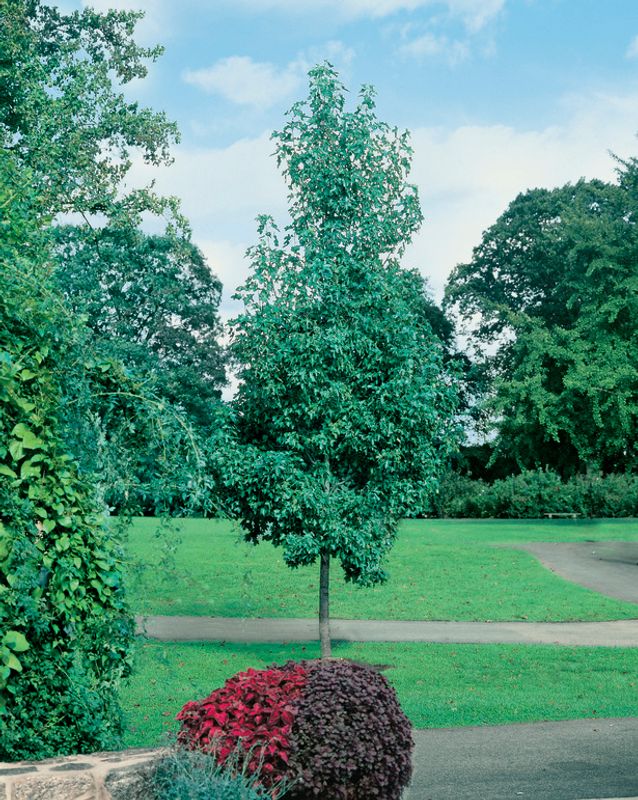 Liquidambar styraciflua Rotundiloba: tree standing in park