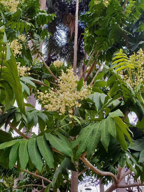 Flindersia schottiana: flower and leaves
