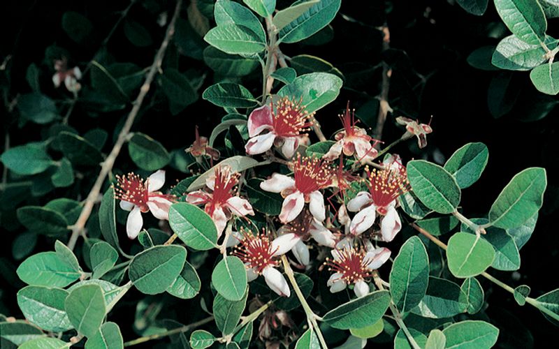 Acca sellowiana: close up of leaves and flowers