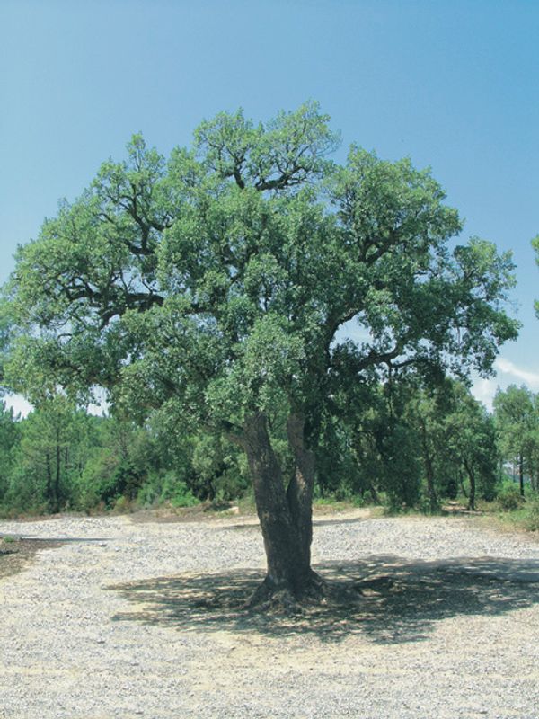 Quercus suber: whole tree