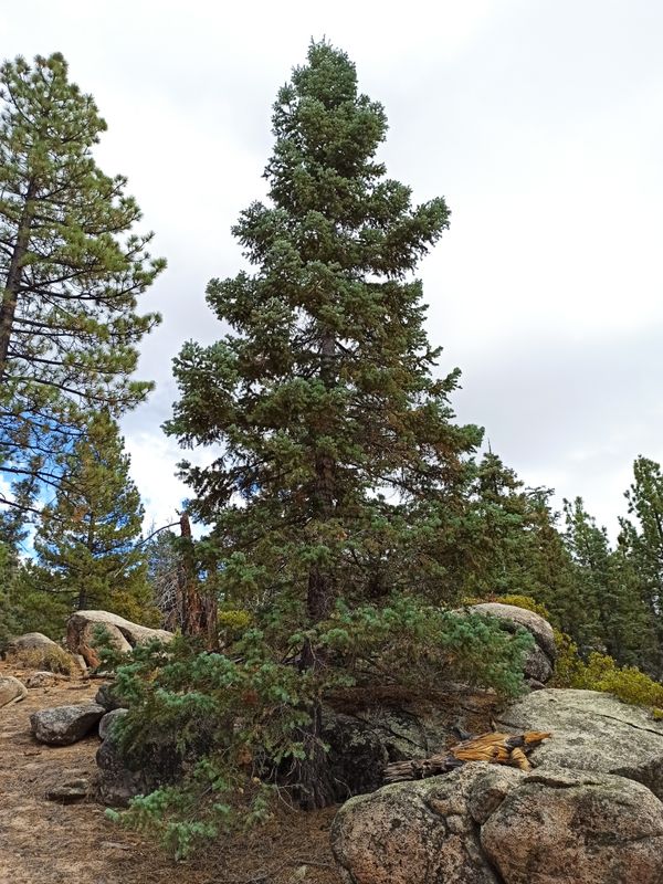 Abies concolor: whole plant