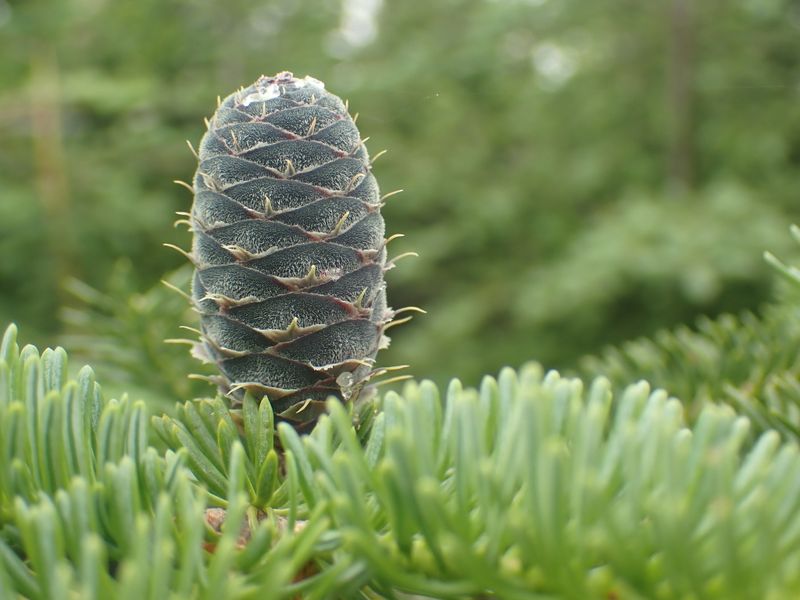 Abies balsamea: closeup fruit