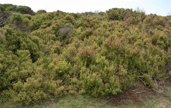 Image of Rhagodia candolleana subsp. candolleana