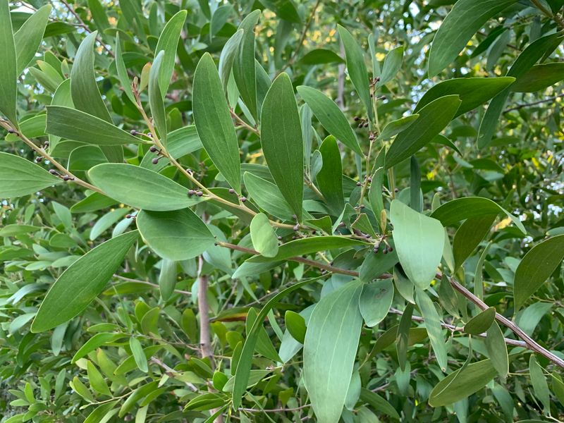Acacia melanoxylon: closeup flowers