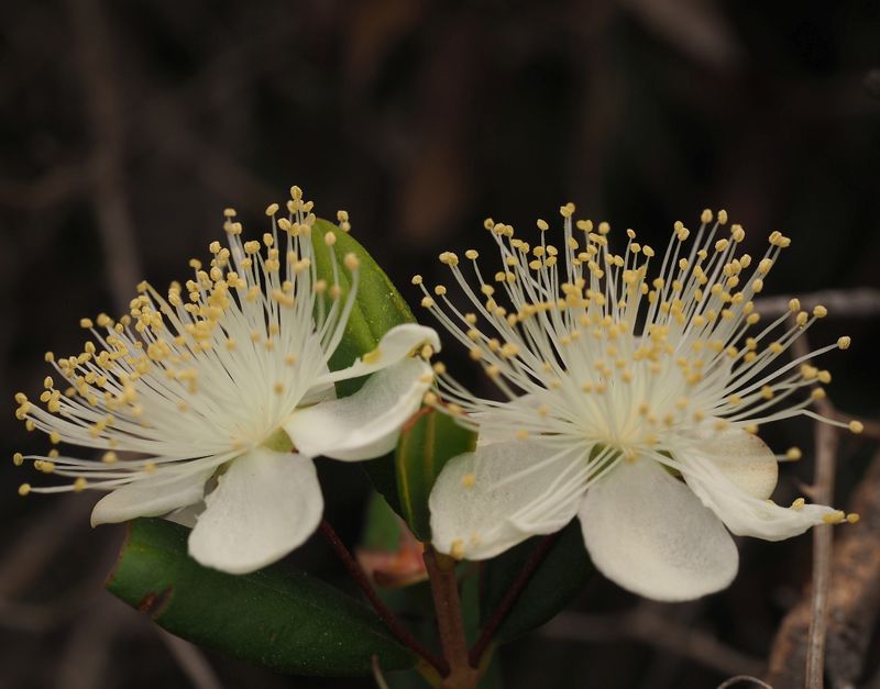 Myrtus communis Compacta: flowers close up