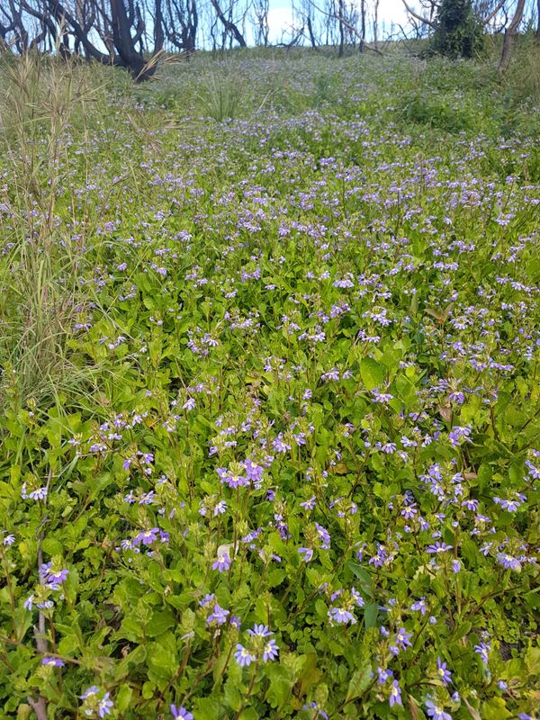 Scaevola aemula: plant as ground cover in flower