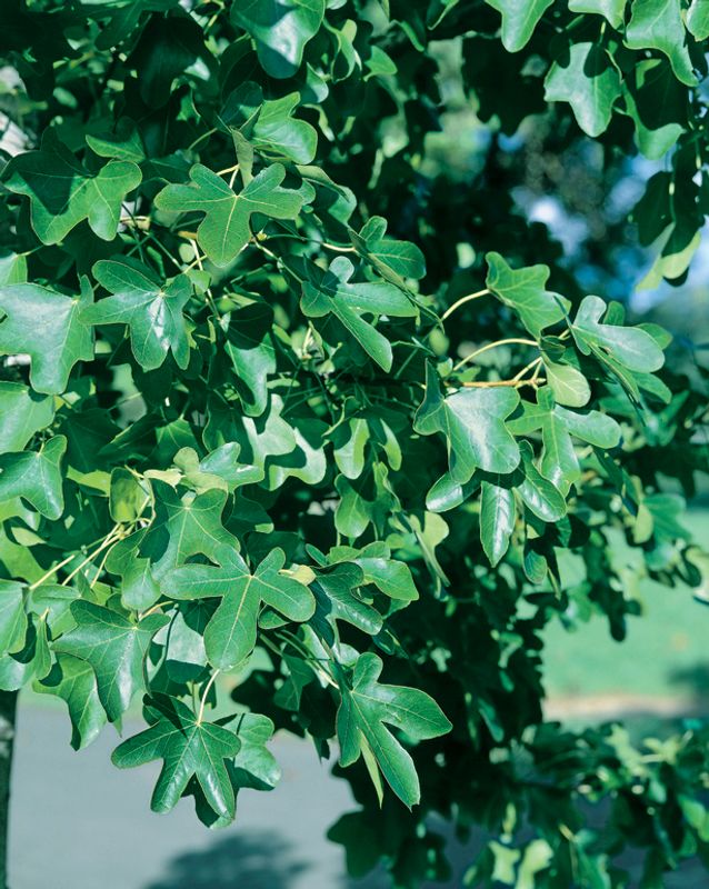 Liquidambar styraciflua Rotundiloba: Close up of leaves