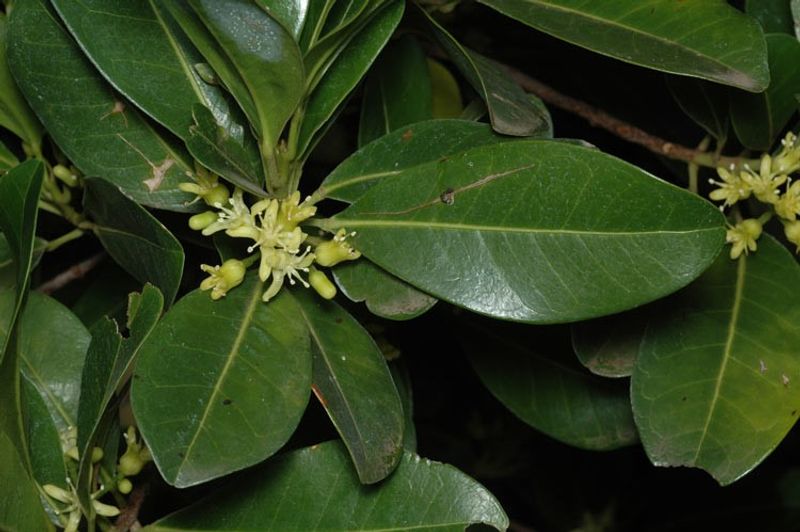 Acronychia imperforata: leaves and flowers