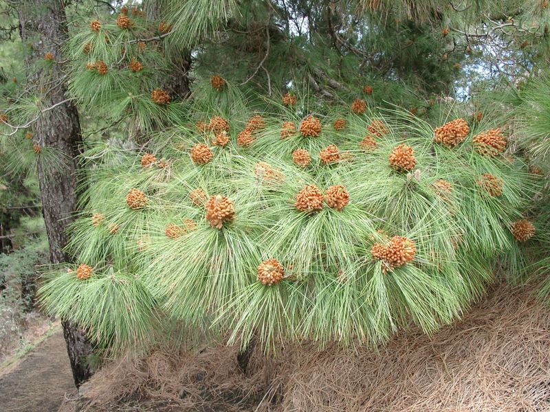 Pinus canariensis: male cones
