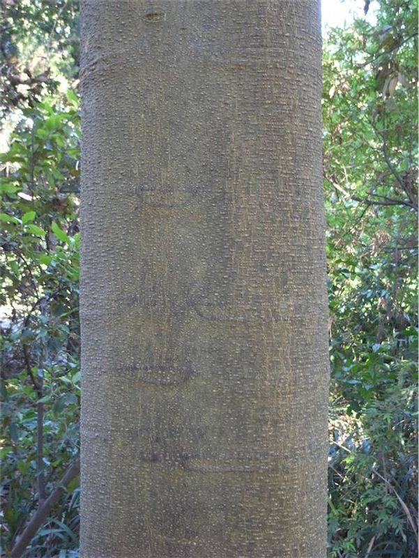Flindersia schottiana: bark