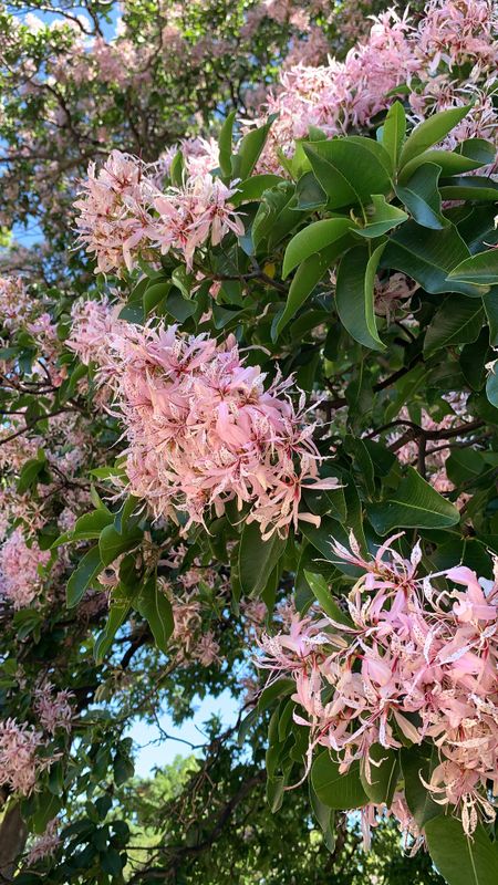 Calodendron capense: semi close up of leaves and flowers