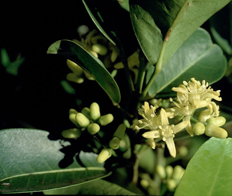 Acronychia imperforata: flowers