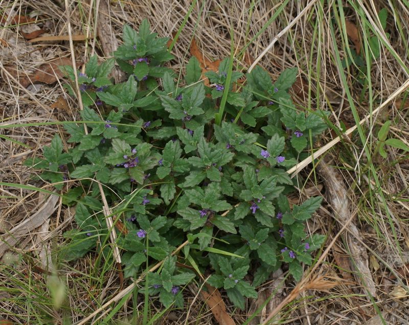Ajuga australis: whole plant