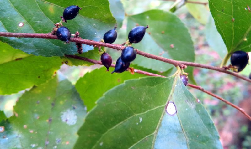 Xylosma racemosum: fruits