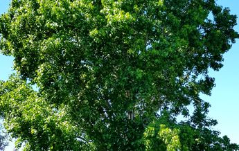 Image of Liquidambar styraciflua